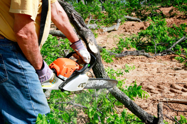 Best Tree Trimming Near Me  in Stagecoach, NV